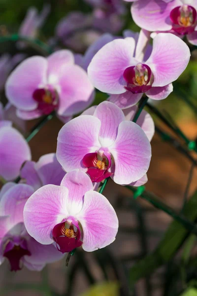 Vacker rosa orkidé blomma i trädgården — Stockfoto