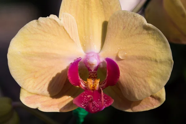 Vacker orkidé blomma i trädgården — Stockfoto