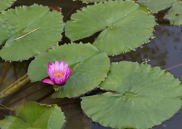 Flor de lótus rosa na lagoa, waterlily — Fotografia de Stock