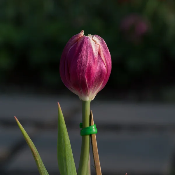 Różowe tulipany kwiat kwitnący w ogrodzie — Zdjęcie stockowe