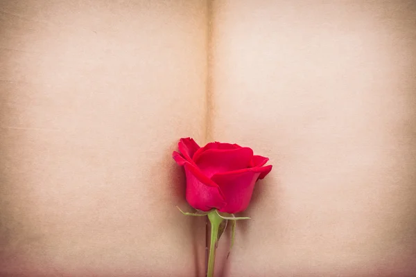 Red rose flower on blank paper page for design — Stock Photo, Image