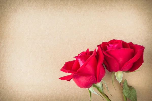 Flor de rosa vermelha na página de papel em branco para design — Fotografia de Stock