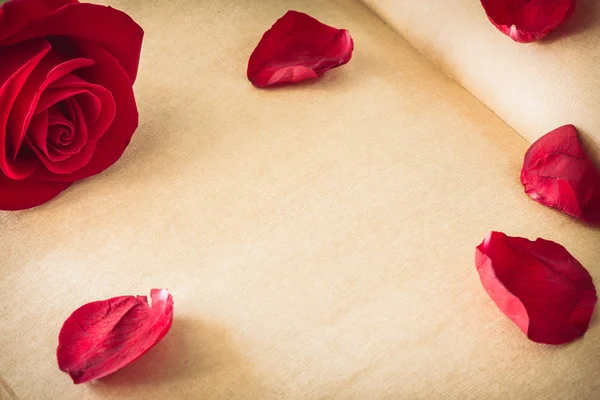 Red rose flower on blank paper page for design — Stock Photo, Image