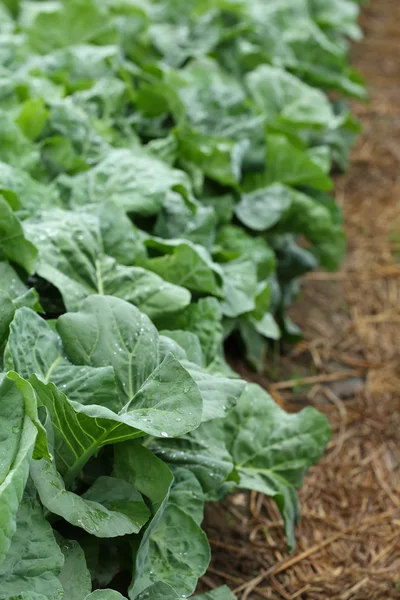 Grön sallad vegetabiliska av hydrokultur odling — Stockfoto