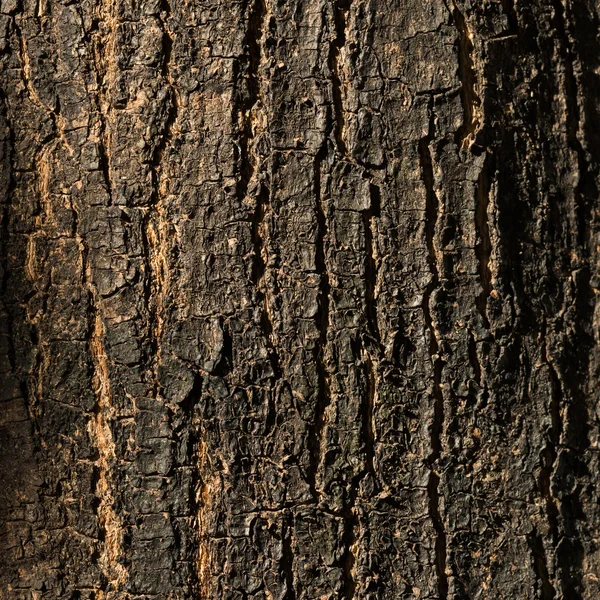 Latar belakang tekstur kulit pohon kering, close seup — Stok Foto