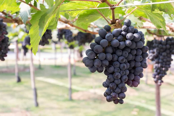 Grapes fruit in farm viticulture of agriculture — Stock Photo, Image
