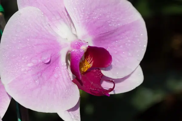 Bellissimo fiore di orchidea rosa in giardino — Foto Stock