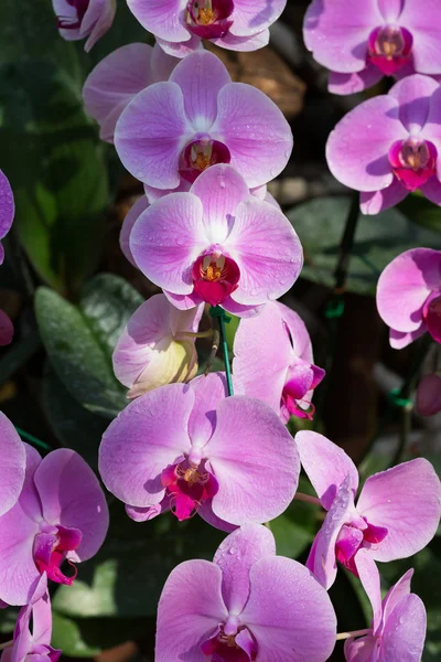 Vacker rosa orkidé blomma i trädgården — Stockfoto