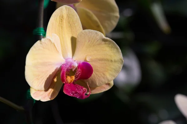 Krásná orchidej květina v zahradě — Stock fotografie