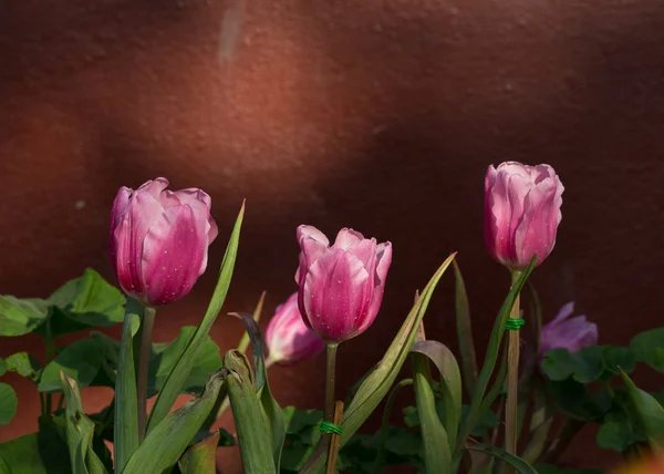 庭で咲いているピンクのチューリップの花 — ストック写真