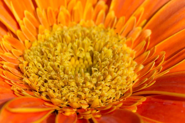 Gerbera pomarańczowy kwiat w ogrodzie, szczegół obrazu — Zdjęcie stockowe