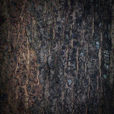 Kuru ağaç kabuğu doku arka plan, portre