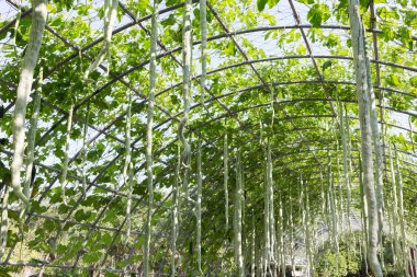 Yeşil iliği sebze kabak çiftlik tarım