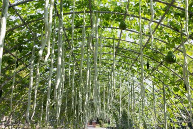 Yeşil iliği sebze kabak çiftlik tarım