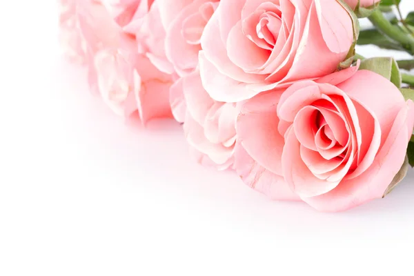 Pink rose flower on white background — Stock Photo, Image