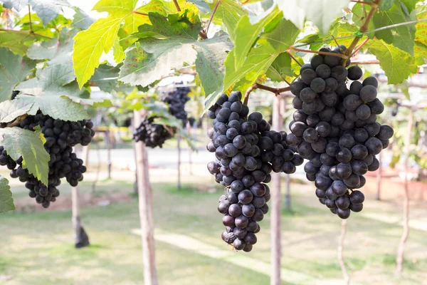 Uvas frutas en la viticultura agrícola — Foto de Stock