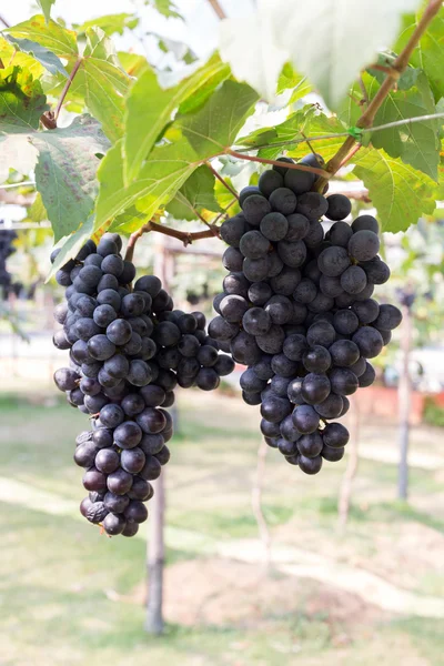 Grapes fruit in farm viticulture of agriculture — Stock Photo, Image