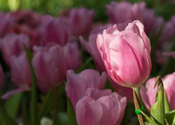 Różowe tulipany kwiat kwitnący w ogrodzie — Zdjęcie stockowe