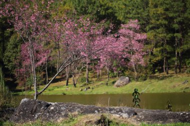 pembe kiraz çiçeği Çiçek Bahçe, chiang mai, Tayland