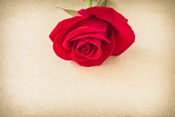 Rode rose bloem op blanco papier pagina voor design — Stockfoto