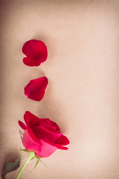 Rode rose bloem op blanco papier pagina voor design — Stockfoto