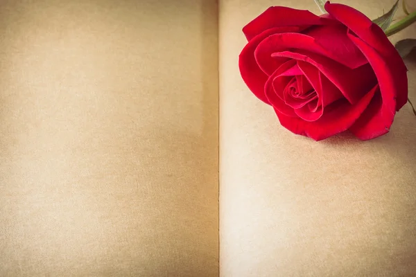 Flor de rosa vermelha na página de papel em branco para design — Fotografia de Stock