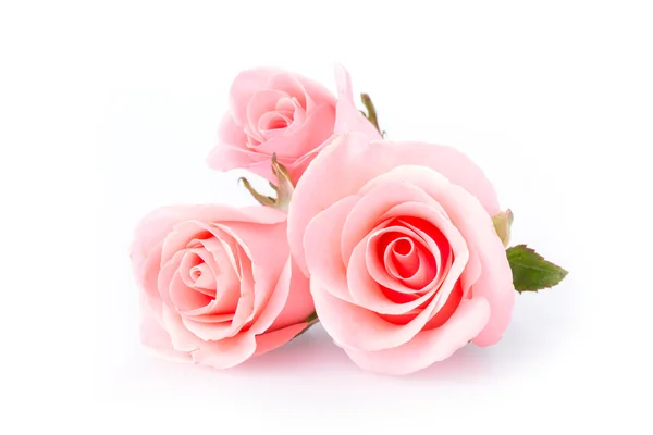 Pink rose flower on white background — Stock Photo, Image