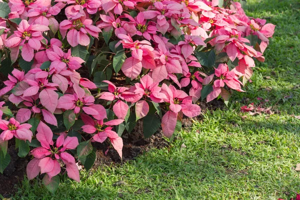 Árvore poinsettia vermelho e branco no jardim — Fotografia de Stock