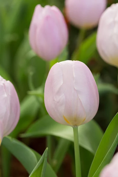 Tulipany kolorowy kwiat kwitnący ogród kwiatowy — Zdjęcie stockowe