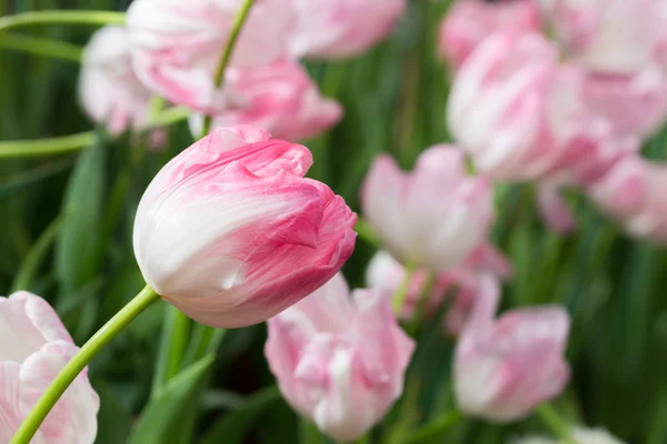 Tulipany kolorowy kwiat kwitnący ogród kwiatowy — Zdjęcie stockowe