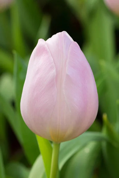 Colorful tulips flower blooming in floral garden — Stock Photo, Image