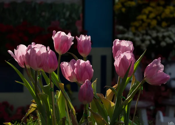 Růžové tulipány kvetení v zahradě — Stock fotografie