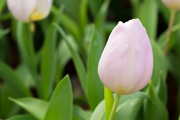 Tulipany kolorowy kwiat kwitnący ogród kwiatowy — Zdjęcie stockowe