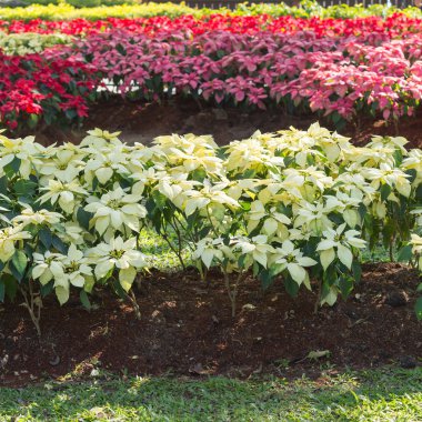 Kırmızı ve beyaz Atatürk çiçeği ağaç bahçe