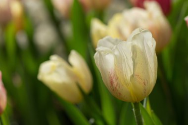 renkli Lale çiçek çiçek bahçesinde çiçek açan 