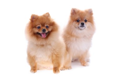 pomeranian dog cute pets isolated on white background