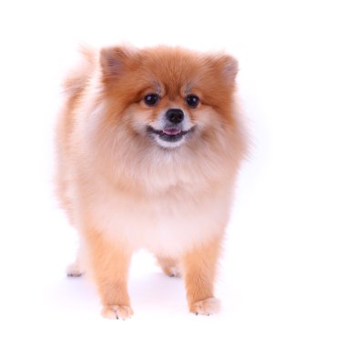 pomeranian dog cute pets isolated on white background