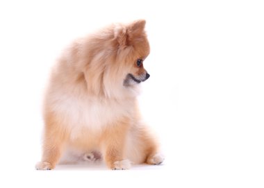 pomeranian dog cute pets isolated on white background