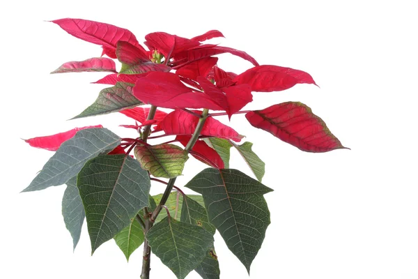 Vánoční hvězda červená květina izolovaných na bílém pozadí — Stock fotografie