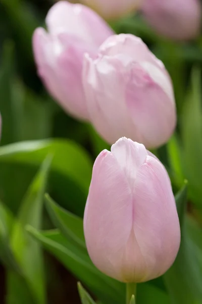 Barevné tulipány kvetení v květinové zahradě — Stock fotografie