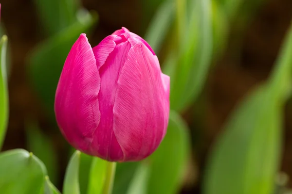 Barevné tulipány kvetení v květinové zahradě — Stock fotografie