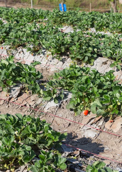 Aardbei vruchten in veld plantage van landbouw — Stockfoto