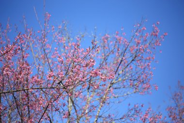 pembe kiraz çiçeği Çiçek Bahçe, chiang mai, Tayland