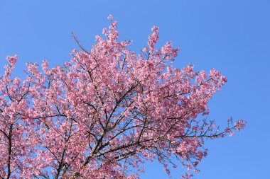 pembe kiraz çiçeği Çiçek Bahçe, chiang mai, Tayland
