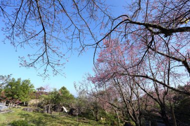 pembe kiraz çiçeği Çiçek Bahçe, chiang mai, Tayland