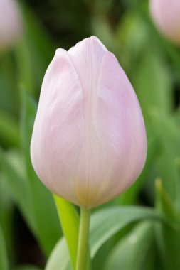 renkli Lale çiçek çiçek bahçesinde çiçek açan 