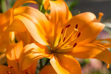 Çiçek bahçesinde çiçek açan güzel zambak çiçekler