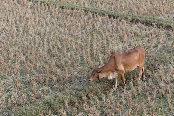 Koe gras eten in rijst gebied van boerderij landbouw vee — Stockfoto