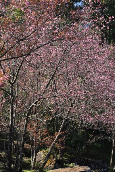 Pink cherry blossom flowers in garden at chiang mai, thailand — Stock Photo, Image