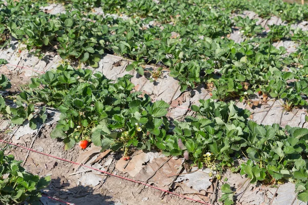 Erdbeerfrucht auf Feldplantage der Landwirtschaft — Stockfoto